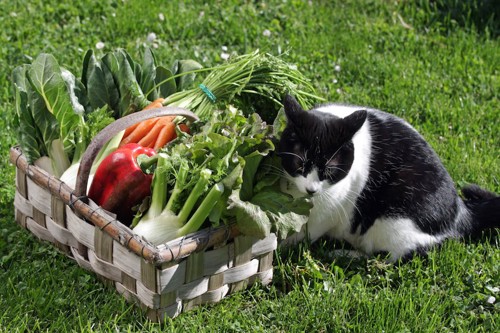 野菜が入ったカゴと猫