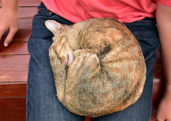 膝の上で寝る猫