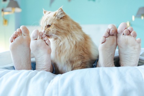 ベッドで眠る飼い主の足の匂いをかぐ猫