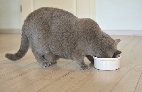 食事をする太り気味の猫