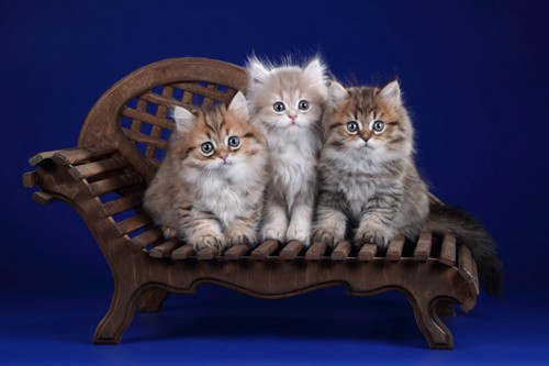 椅子に座る子猫三匹