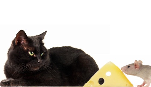 黒猫とチーズ