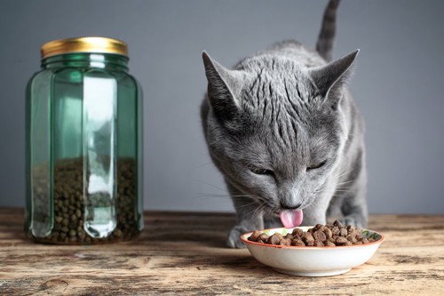 ご飯を食べる猫と瓶に入ったキャットフード