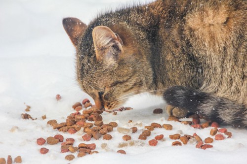 雪の上の餌を見つめる猫