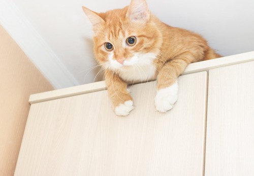 棚の上にいる猫