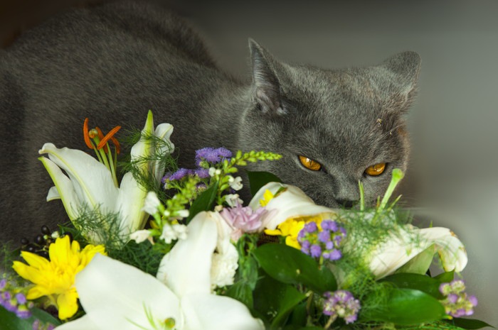 猫とユリの花束