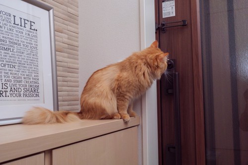 玄関のドアを見つめる猫