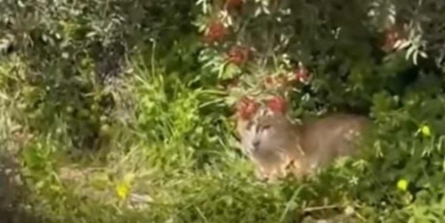 茂みにうずくまる猫