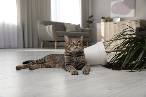 倒れた植木鉢と見上げる猫