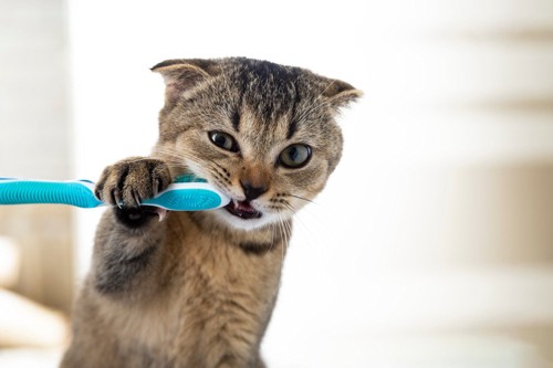 歯ブラシする子猫