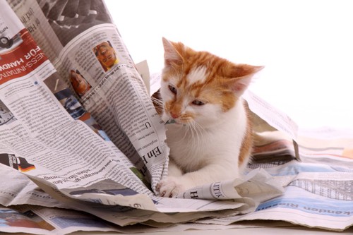 新聞紙を破壊する猫
