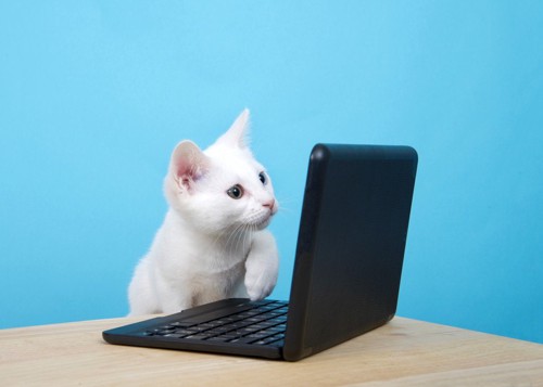 パソコンを覗き込む猫