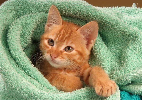 タオルに包まる子猫