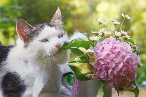 紫陽花を食べそうな猫