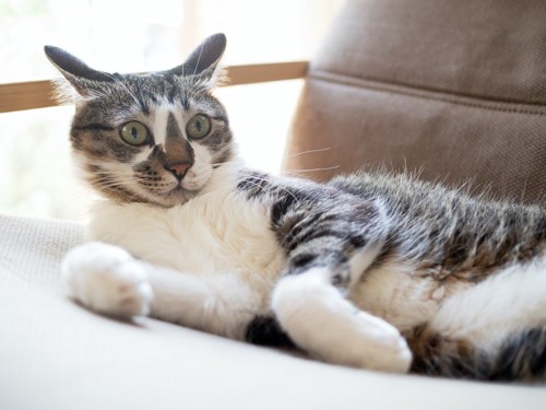 ソファーの上でイカ耳で驚いた顔をしている猫