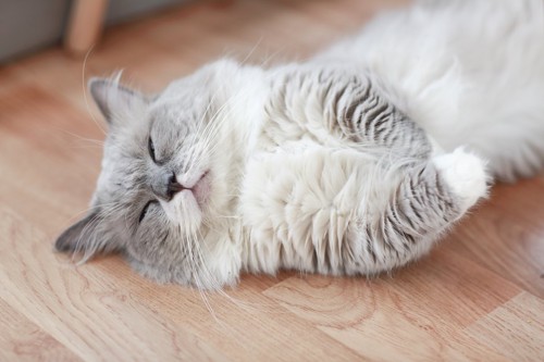お腹を出して寝転ぶペルシャ猫