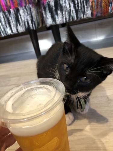 ビールと猫