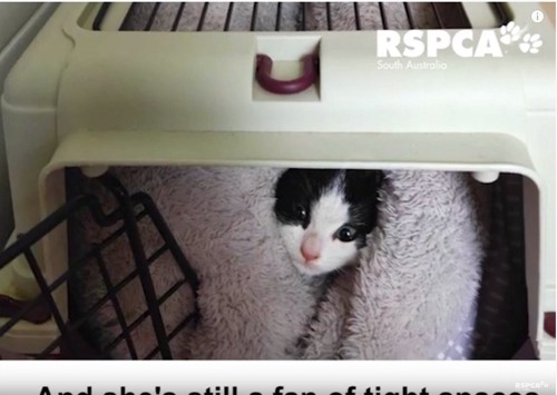 毛布の間から顔を出す猫