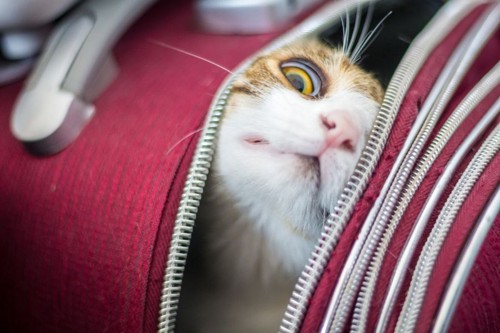 鞄から顔をのぞかせる猫