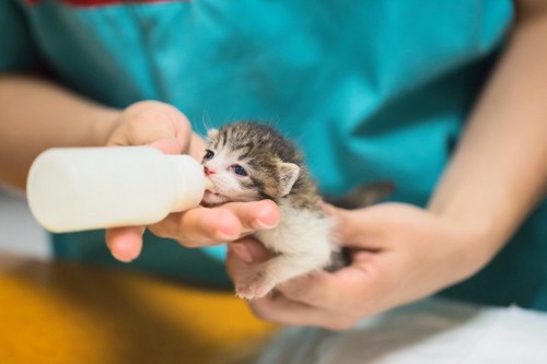 ミルクを飲む目が開いた赤ちゃん猫