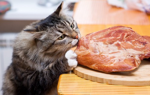 盗み食いをしている猫