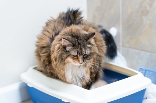 猫用トイレの中で用を足す長毛猫