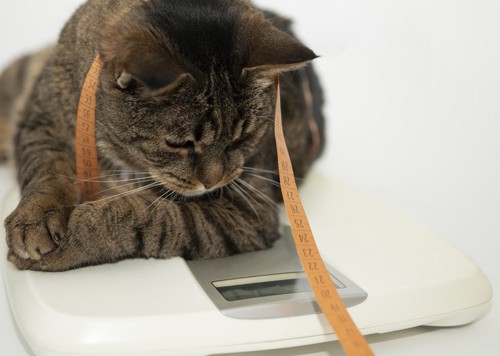 体重計に乗って数値を見ている猫