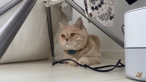 洗濯物の下に隠れる猫