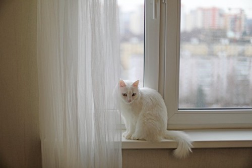窓際の子猫