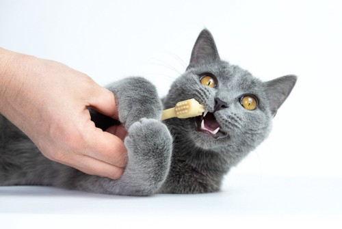 歯ブラシをくわえている猫