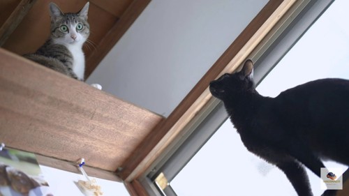 見上げる黒猫、こっち見るキジシロ