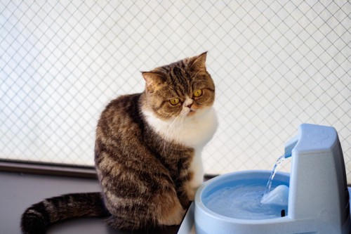 猫と給水器