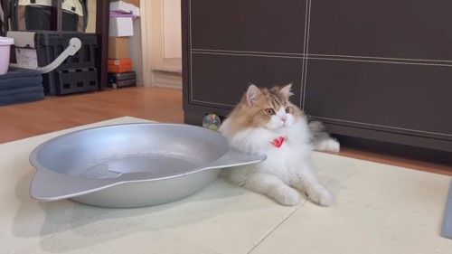 猫鍋の横に座る猫