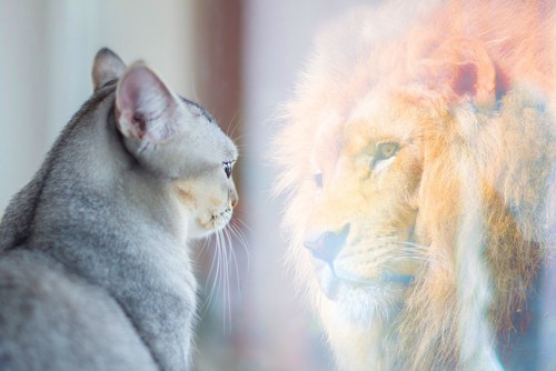 窓に映った姿がライオンの猫