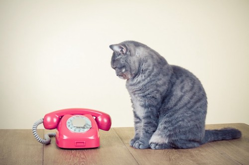 電話を見つめる猫