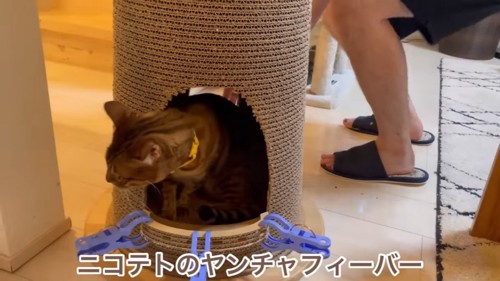 タワーの下の段に入る猫