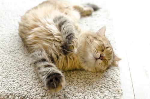 カーペットの上で熟睡する家猫
