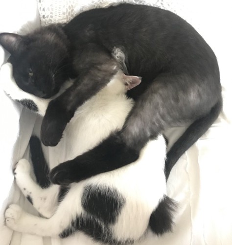 子猫を抱く黒猫