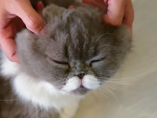 肩と顔のこりをマッサージをされる猫