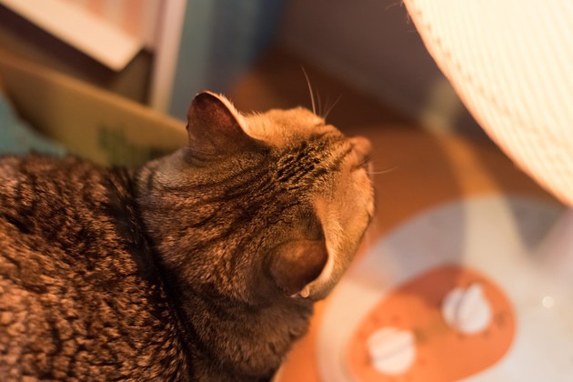 暖房器具で暖を取っている猫
