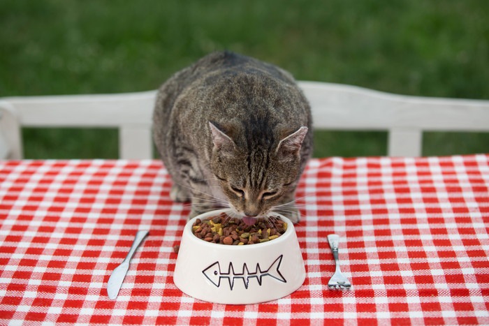 テーブルの上でフードを食べる猫
