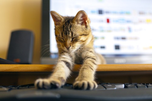 パソコンでくつろぐ猫