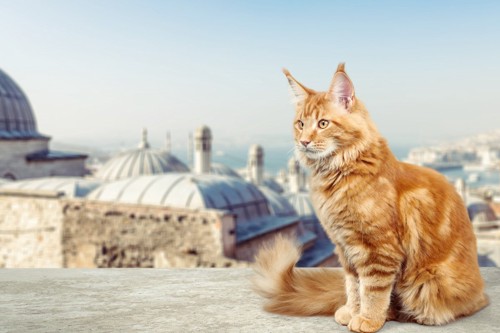モスクを背景に佇む猫