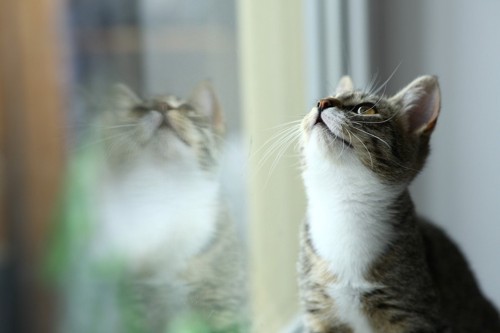 窓を見上げる猫