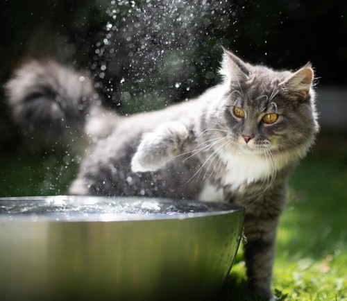 水にチョイチョイする猫