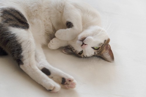 寝転がる白系の猫