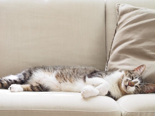 ソファーで気持ちよさそうに眠る猫