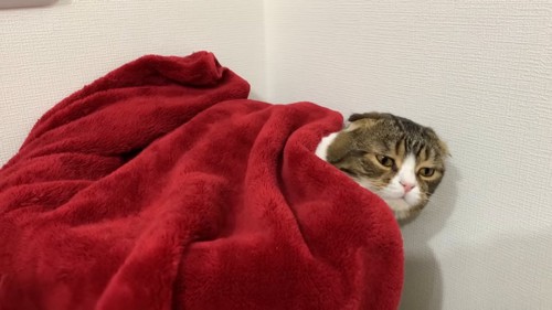 毛布をかけられる猫