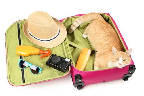 スーツケースの中でくつろぐ猫