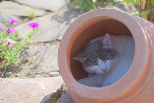 壺の中に入って眠る猫